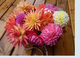 Photo of Dahlias.